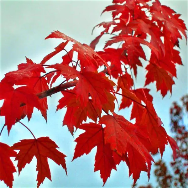 Autumn Blaze® Maple Acer x freemanii