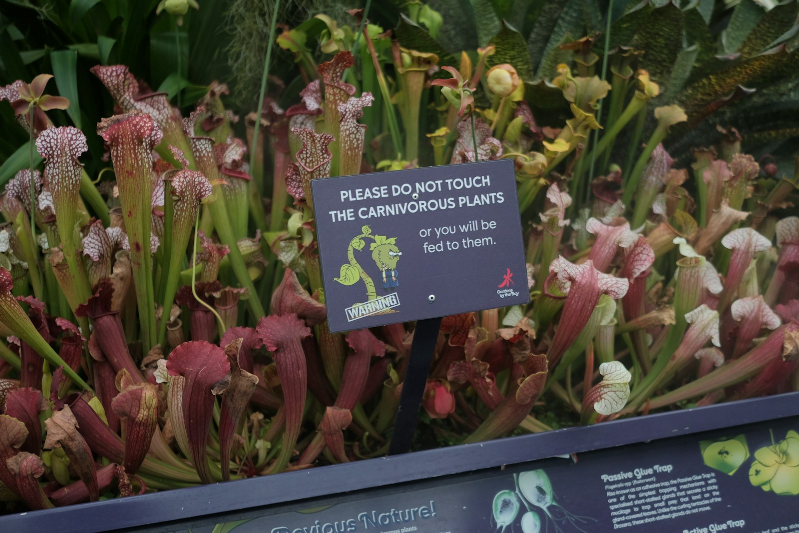 Most dangerous plants on Earth