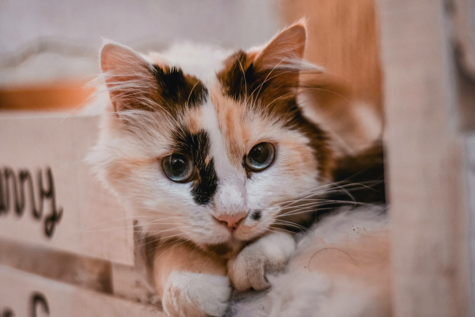 Why do cats purr?
