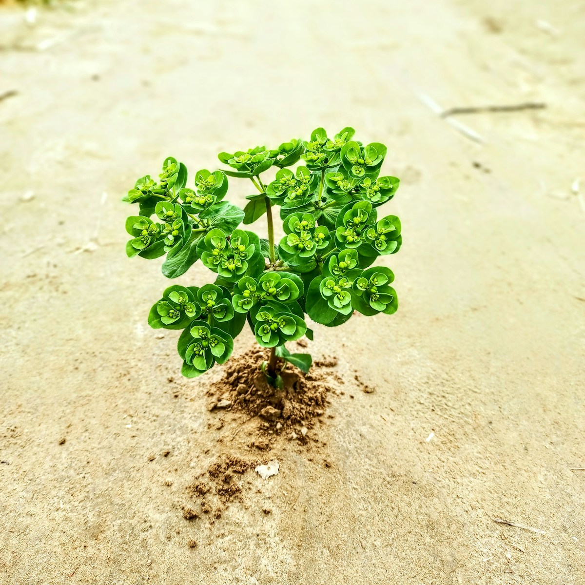 🌱 The Rise of B2B Plant Sales: Trends and Insights for 2025