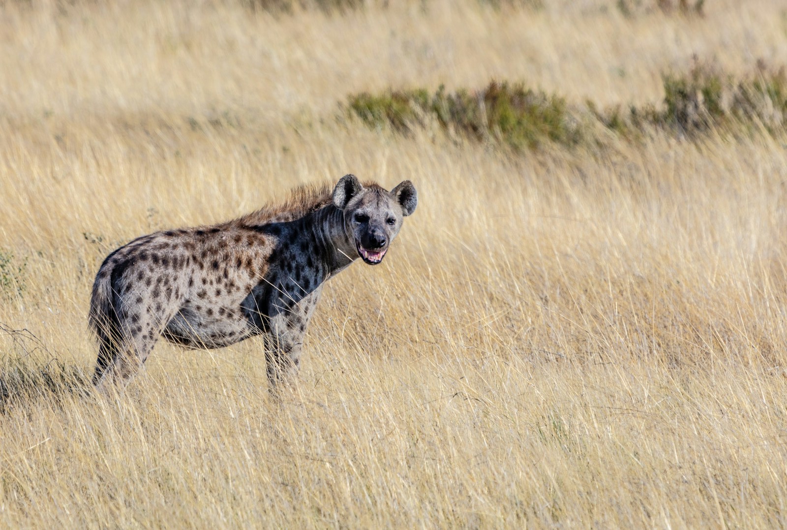 Chasing the Wildest Feats on Earth