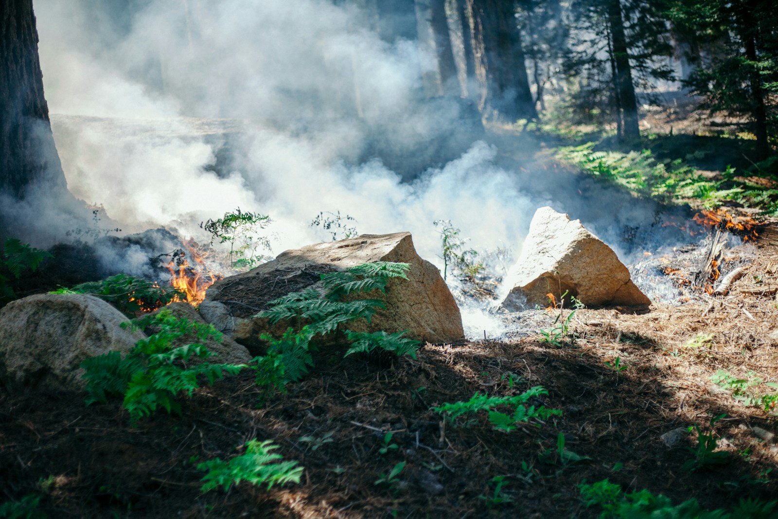 Campfire Bans Tighten Across the Pacific Northwest: How We Camp, Cook, and Care in a Hotter Season