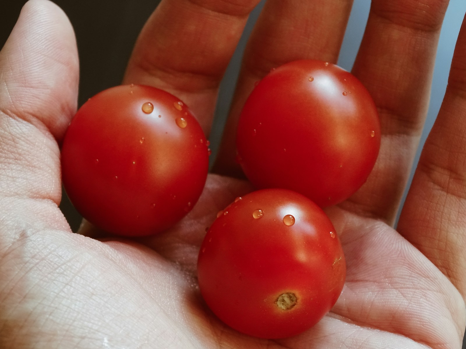 Late Blight Is Back: How We Protect Tomatoes and Potatoes Right Now
